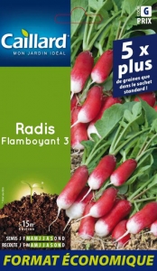 Graines Radis Flamboyant 3